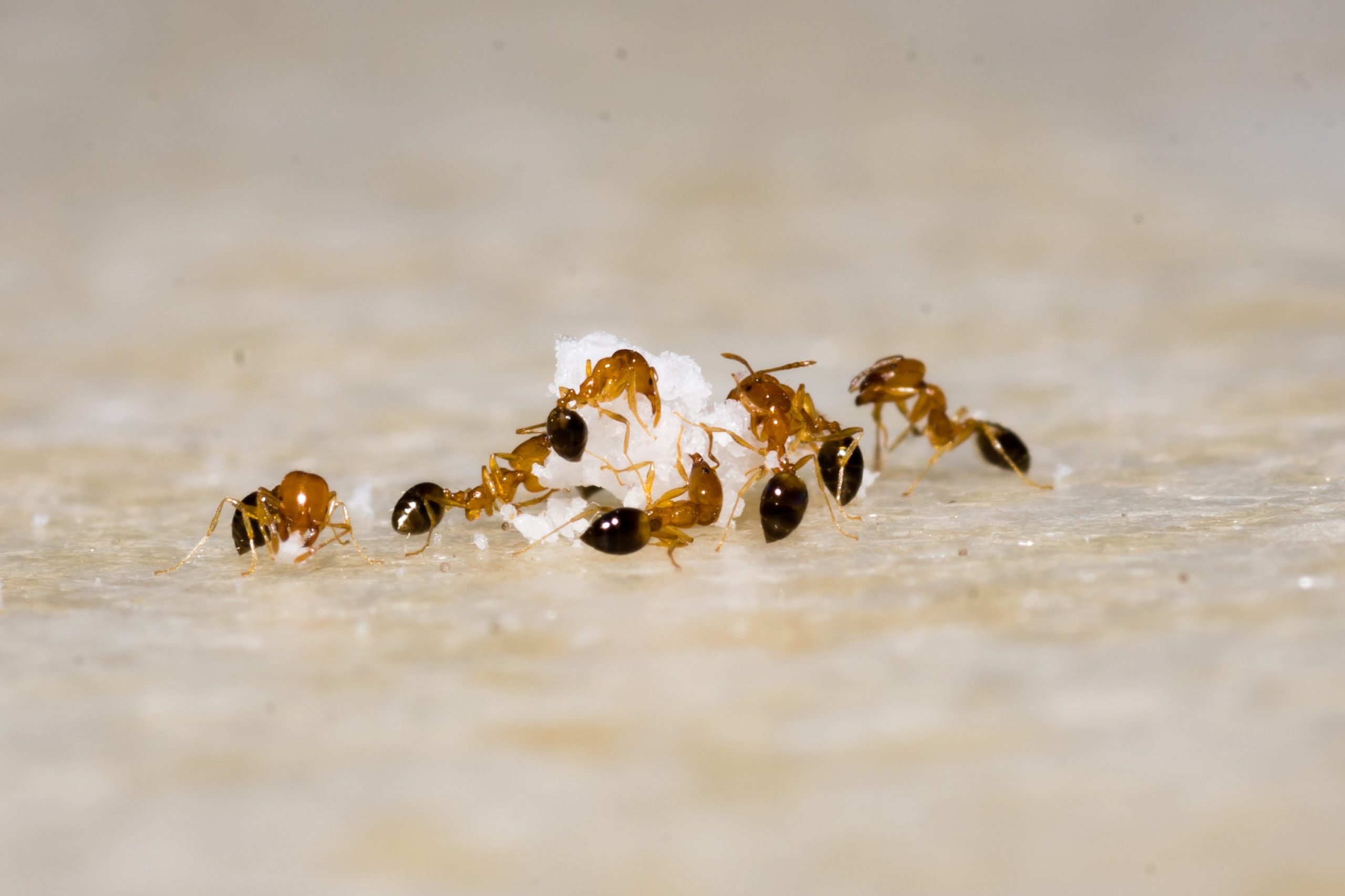jak się pozbyć mrówek z domu?